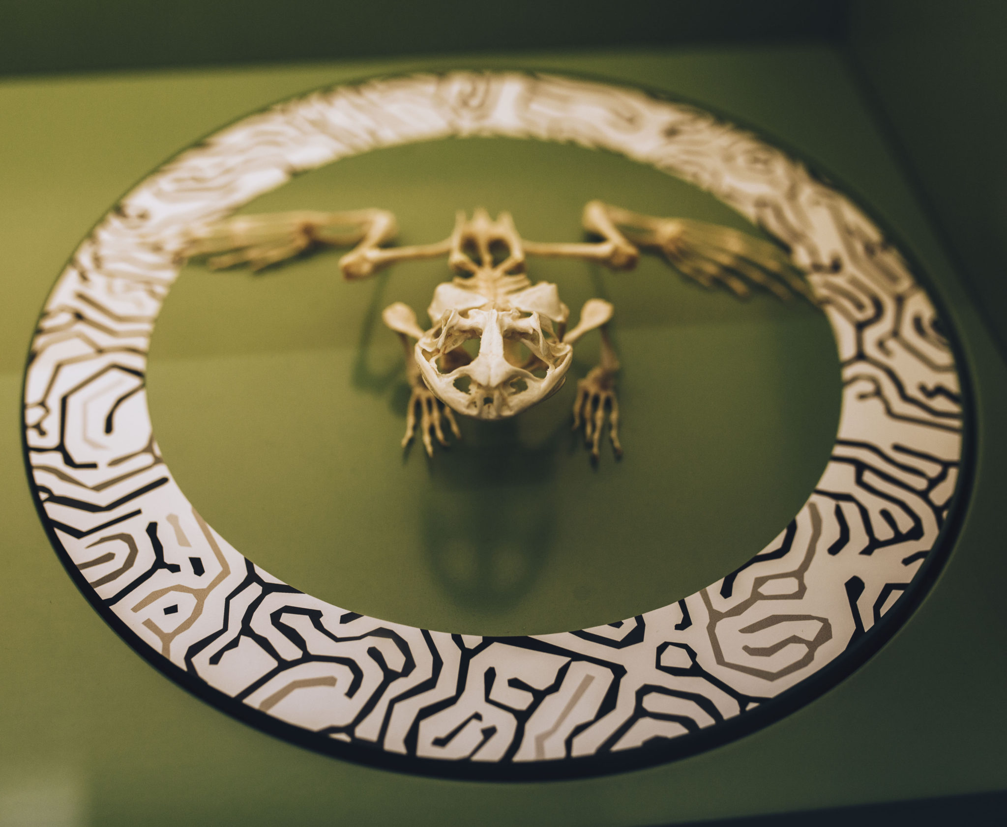 The physical frog skeleton mounted on the patterned 2D tracking ring at the exhibit